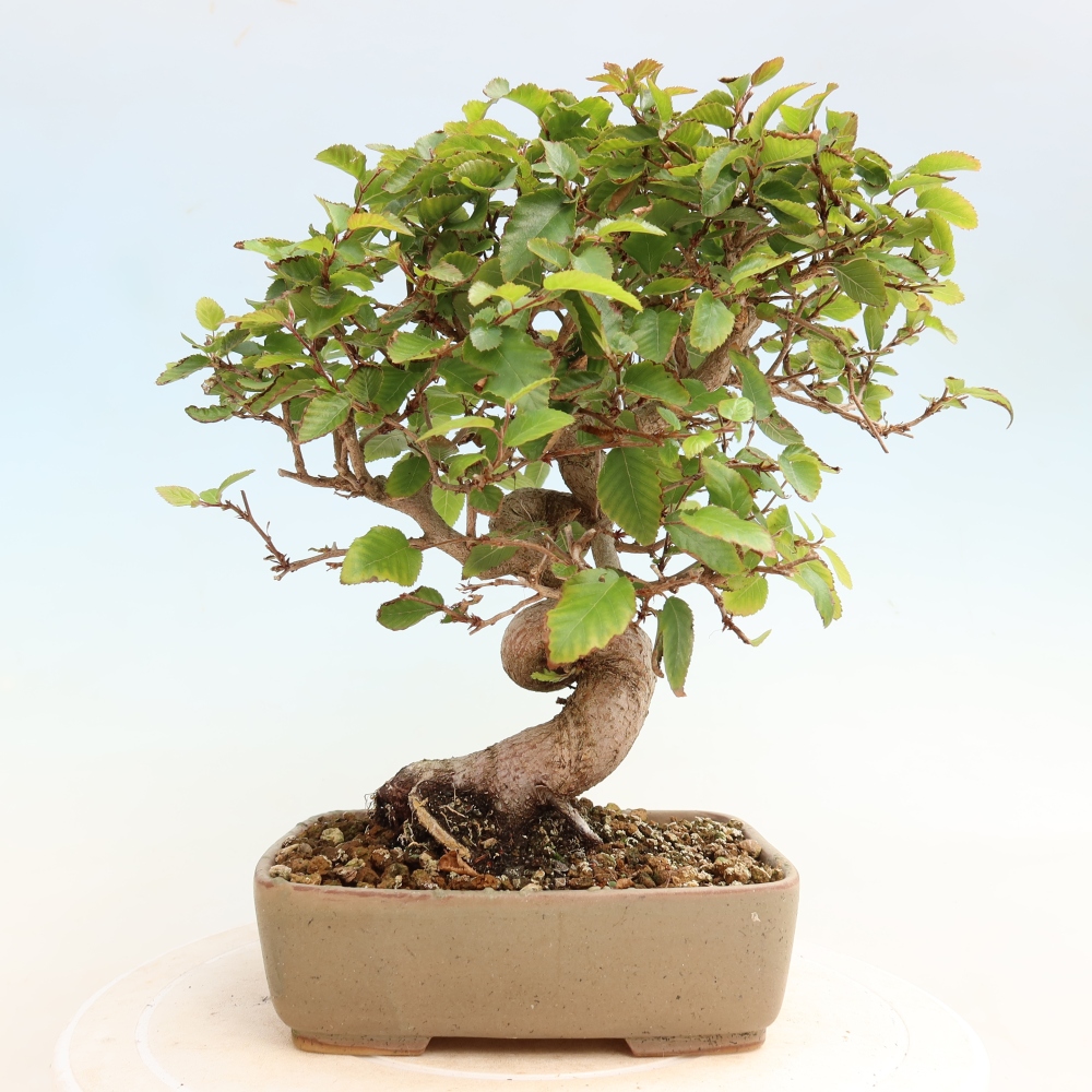 Bonsai für draußen -Carpinus CARPINOIDES - Koreanische Hainbuche