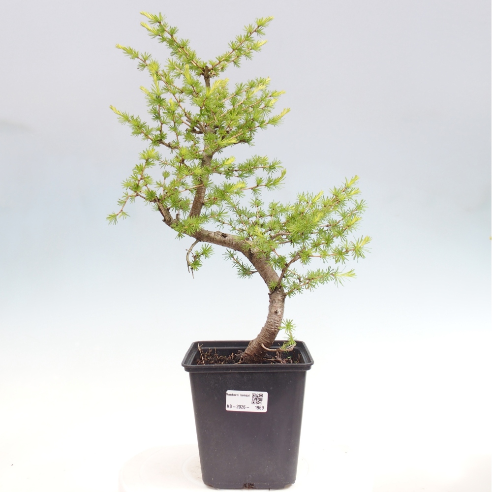Bonsai für draußen -Larix decidua - Lärche