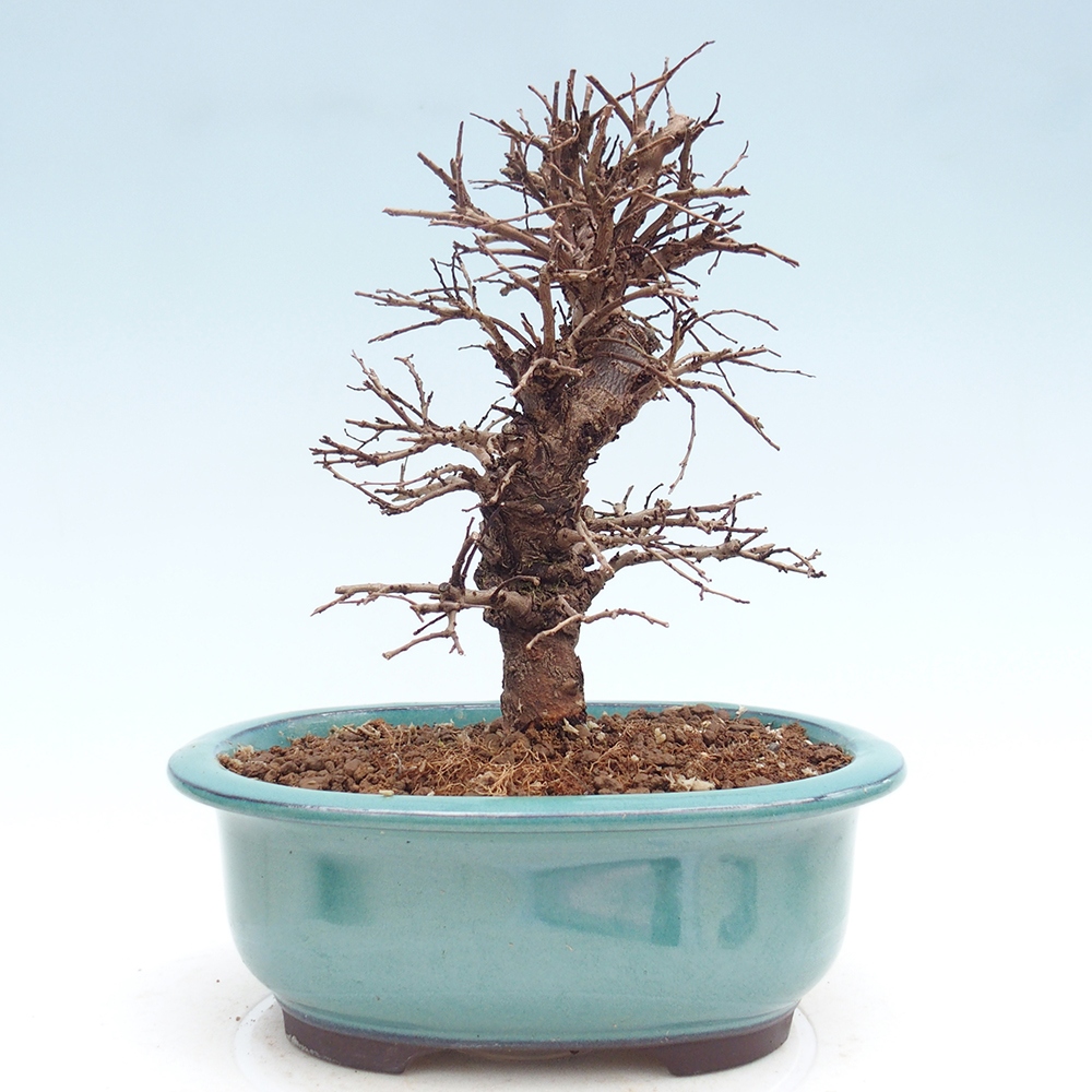 Bonsai für draußen - Zelkova - Zelkova NIRE