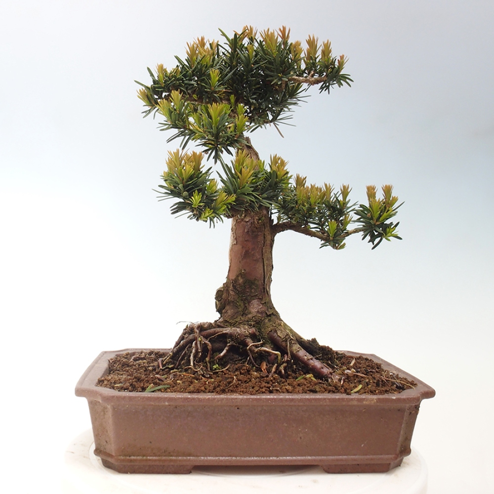 Bonsai für draußen - Taxus cuspidata - Japanische Eibe