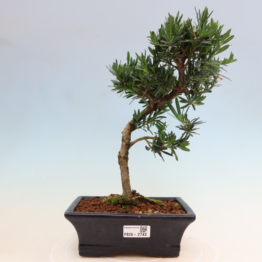 Zimmerbonsai - Podocarpus - Stein-Eibe