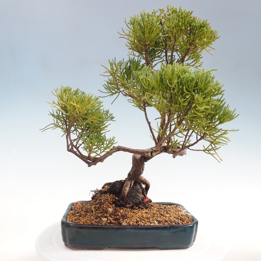 Bonsai für draußen - Juniperus chinensis Kishu
