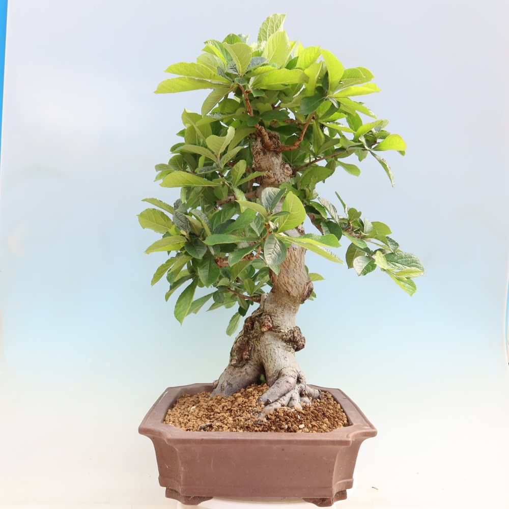 Bonsai für draußen - Photinia villosa