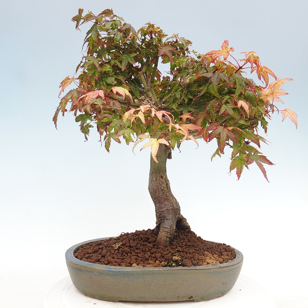 Acer palmatum KIOHIME - Palmetto-Ahorn