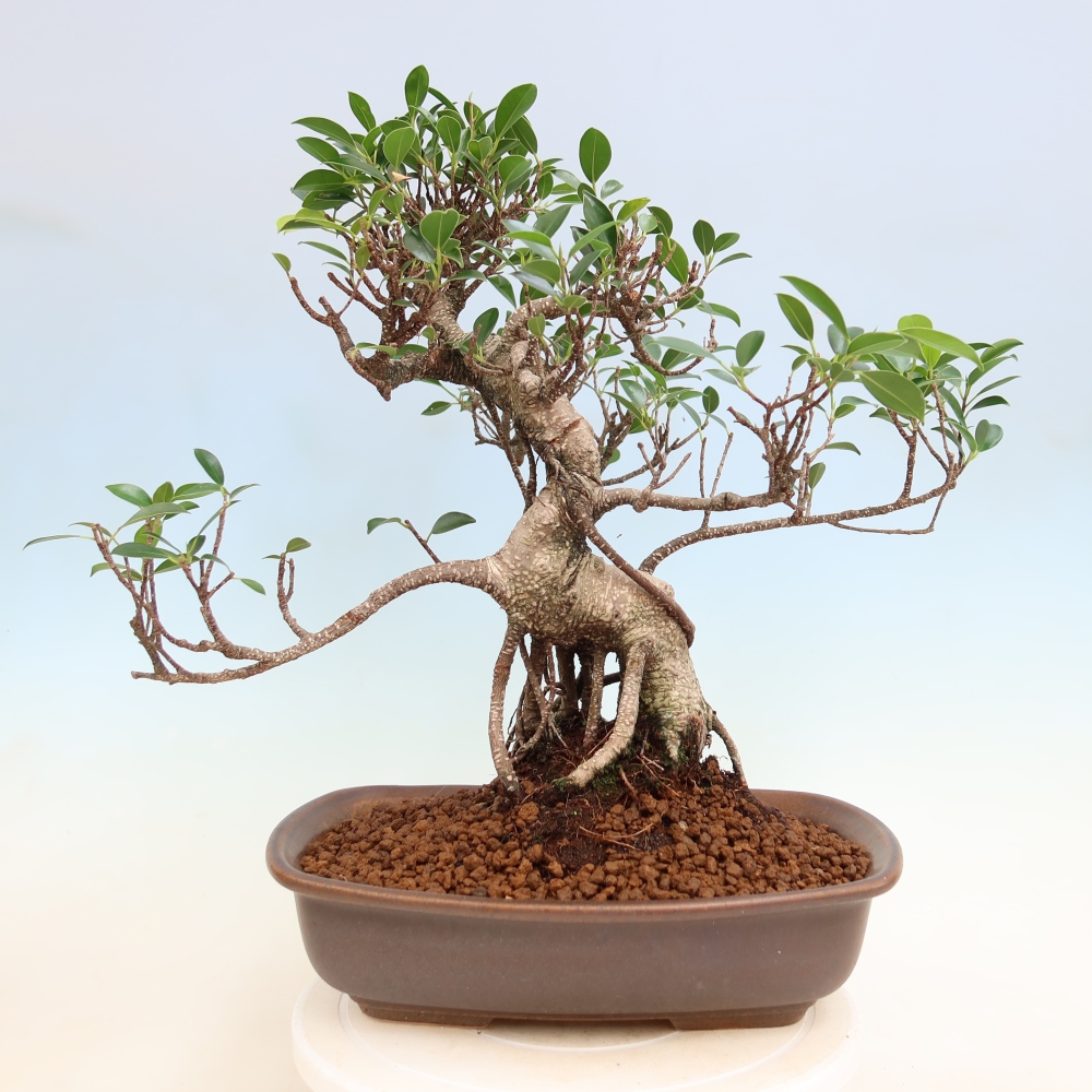 Zimmerbonsai - Ficus kimmen - Kleinblättriger Ficus