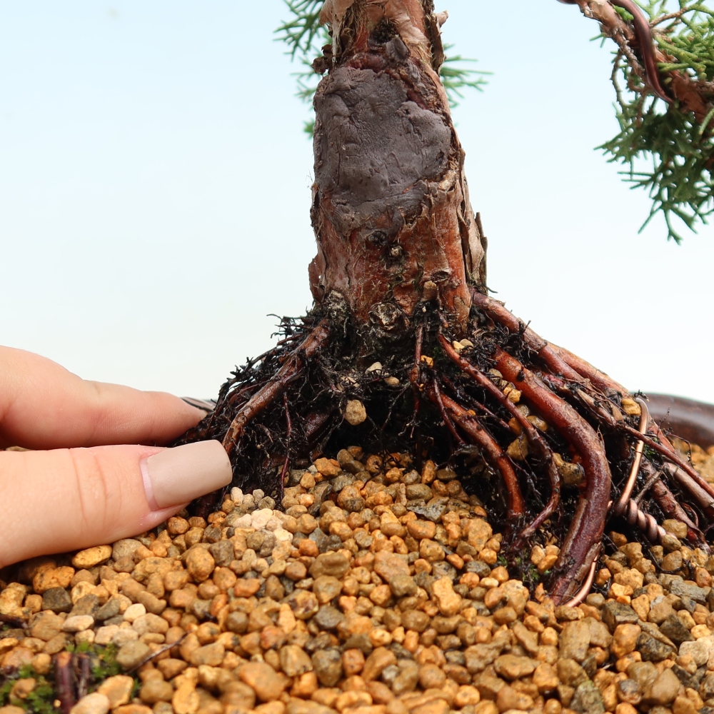 Bonsai für draußen - Juniperus chinensis Kishu
