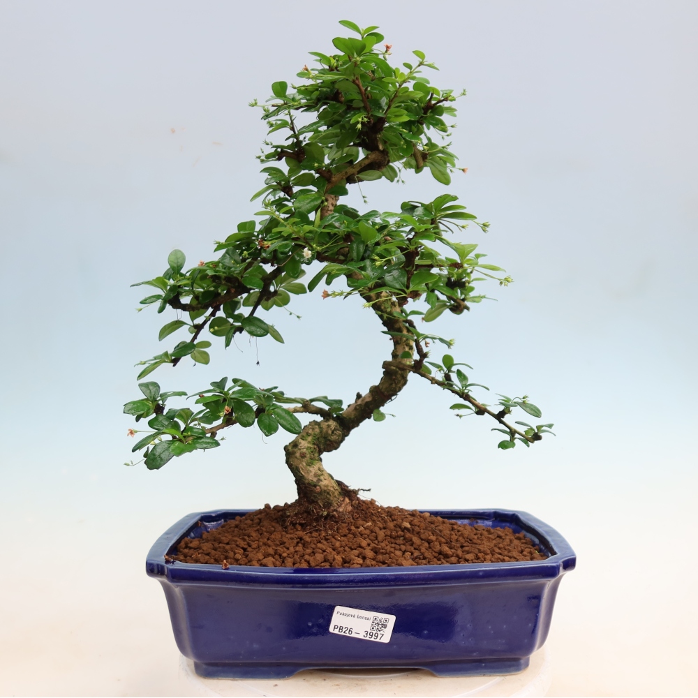 Zimmer-Bonsai - Carmona macrophylla - Tee-Fuki