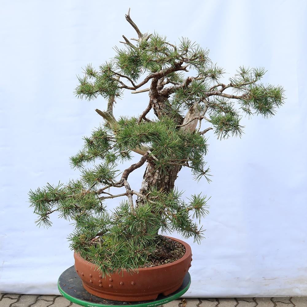 Pinus sylvestris Spanien – Waldkiefer