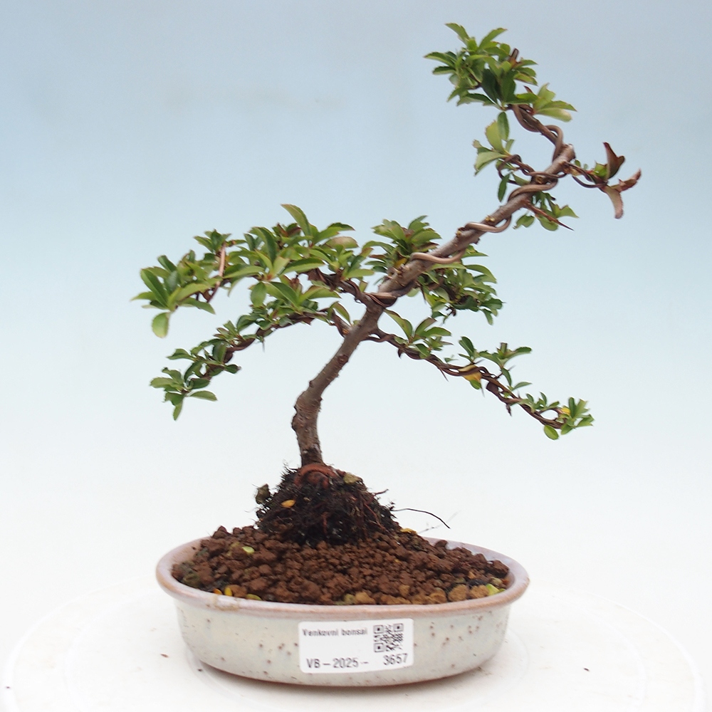 Freiland-Bonsai-Pyracantha Teton -Hlox