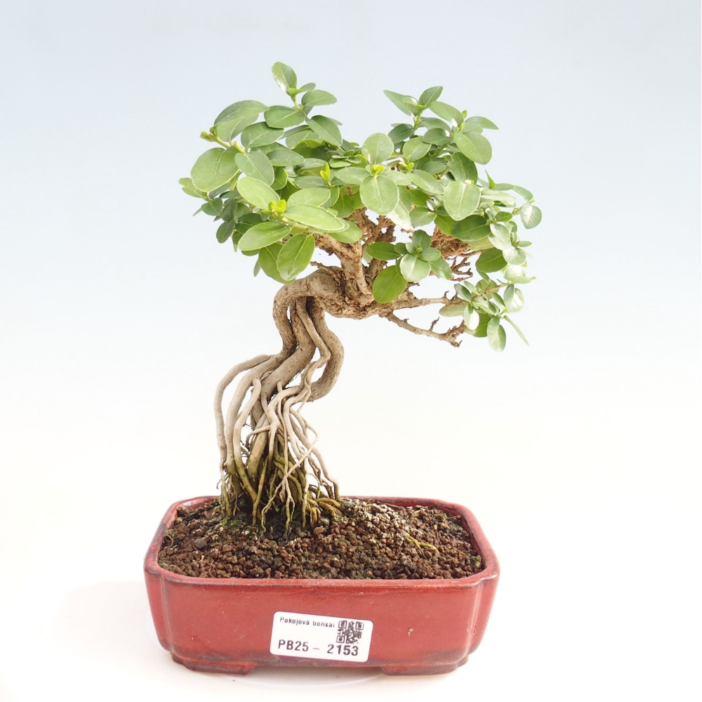Zimmerbonsai - Premna serratifolia - Kozlovna malolista