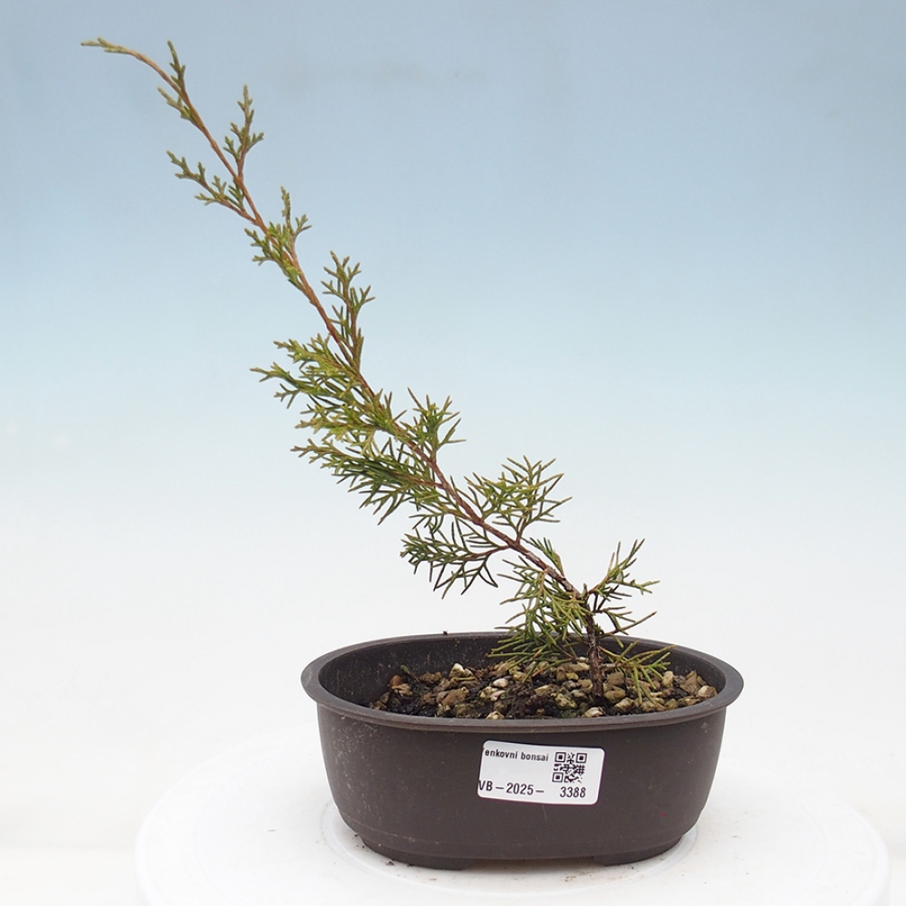 Bonsai für draußen - Juniperus chinensis Itoigawa