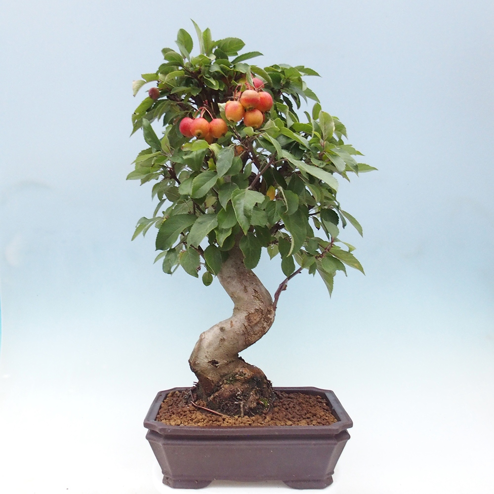 Outdoor-Bonsai -Malus halliana - Kleinfrüchtiger Apfelbaum