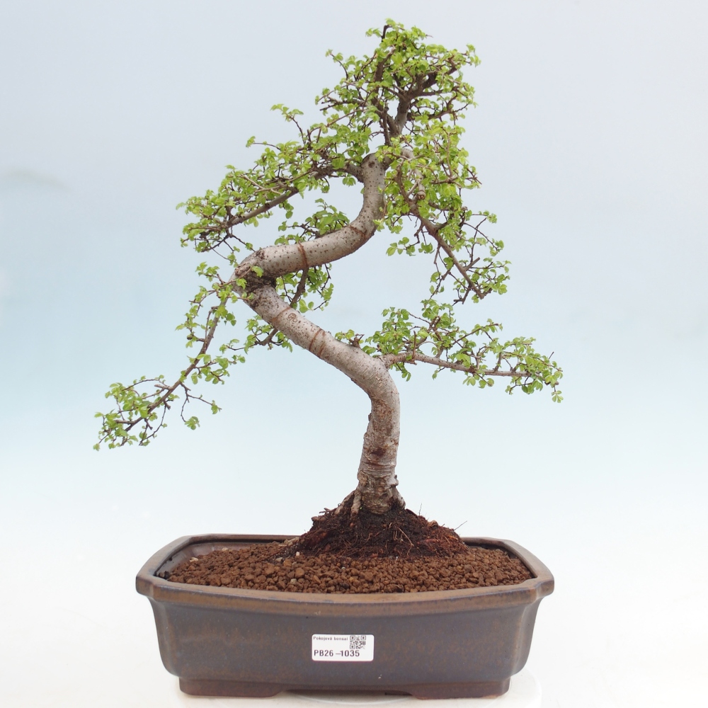 Zimmerbonsai - Ulmus parvifolia - Kleinblättrige Ulme
