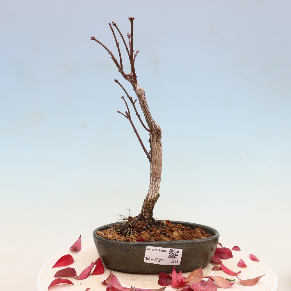 Bonsai für den Außenbereich – Euonymus alatus comactus – Flügel-Spindelstrauch