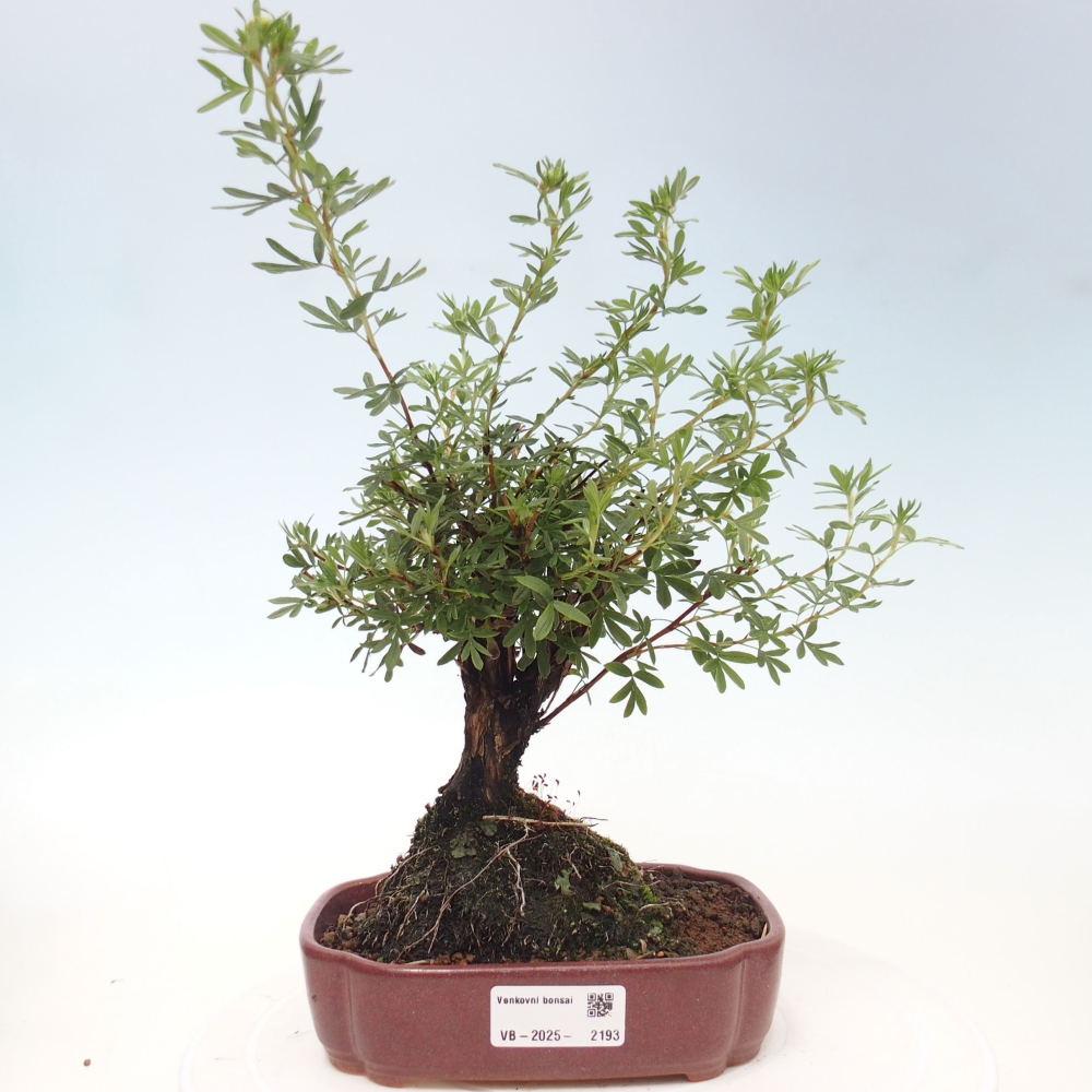 Bonsai für draußen - Potentila fruticosa gelber Vogel
