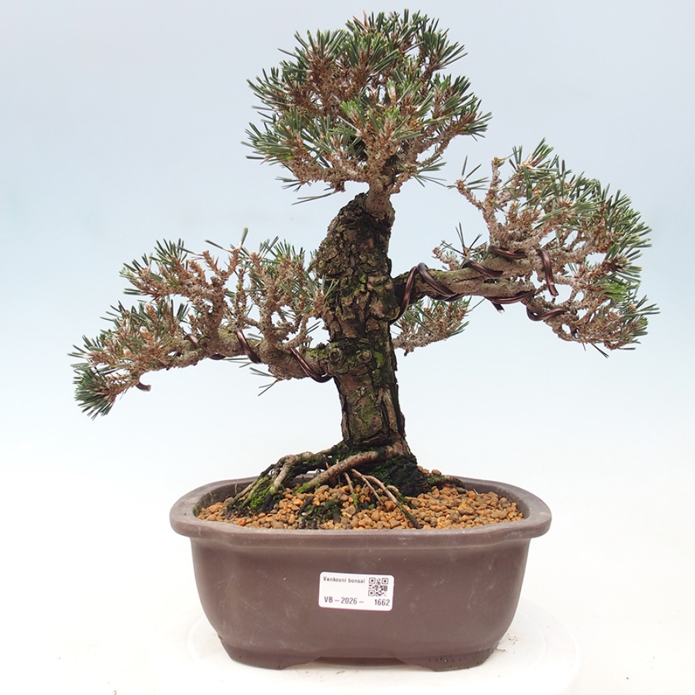 Bonsai für draußen - Pinus thunbergii Kotobuki - Thunberg-Kiefer