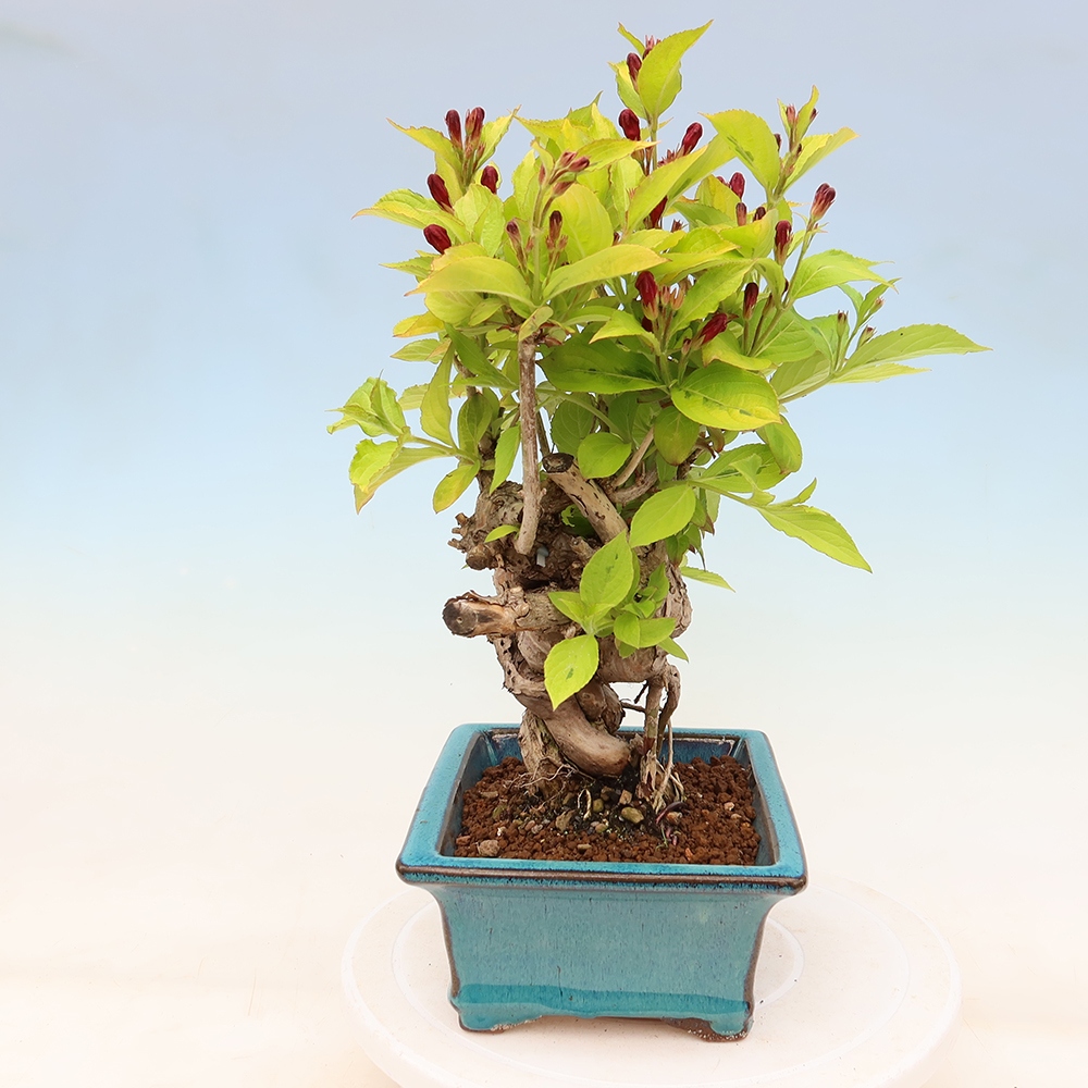 Freiland-Bonsai – Weigela subsessilis – Koreanische Weigela