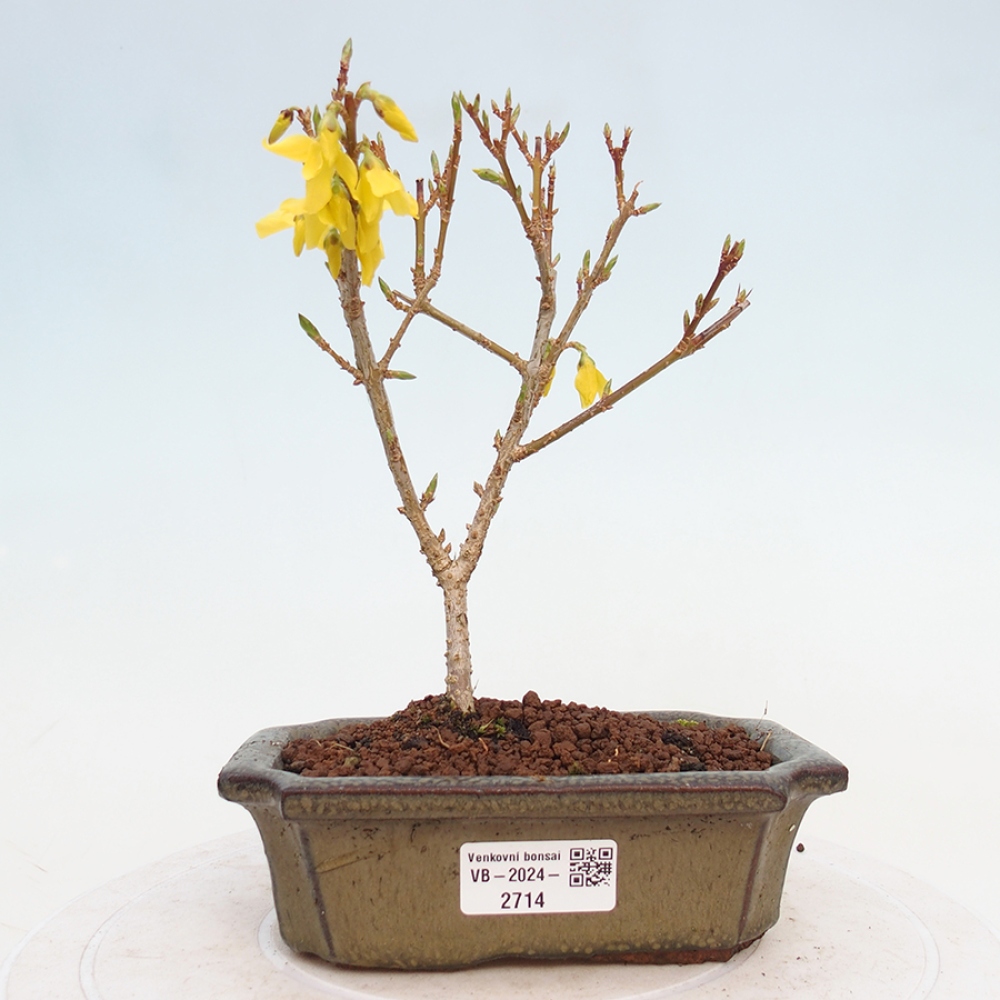 Bonsai für draußen - Zlatice - Forsythia intermedia