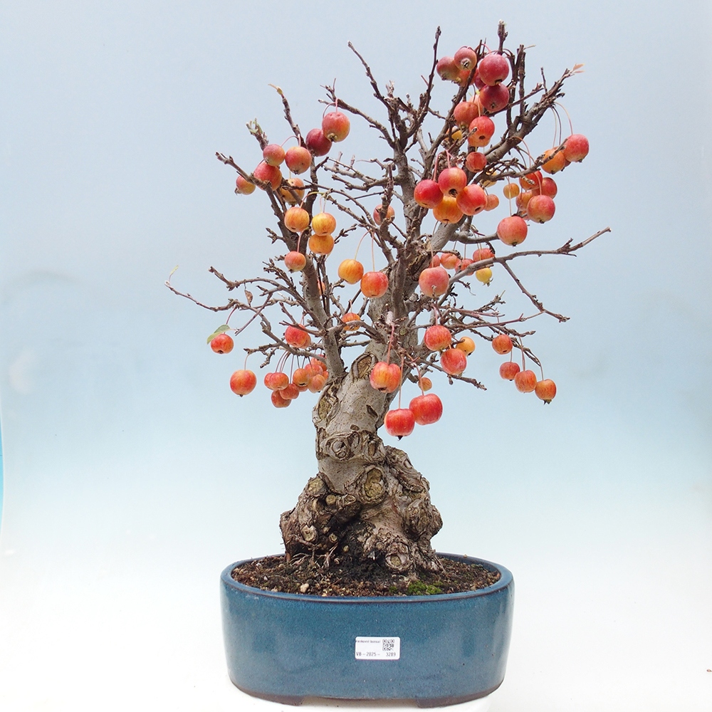 Outdoor-Bonsai -Malus halliana - Kleinfrüchtiger Apfelbaum