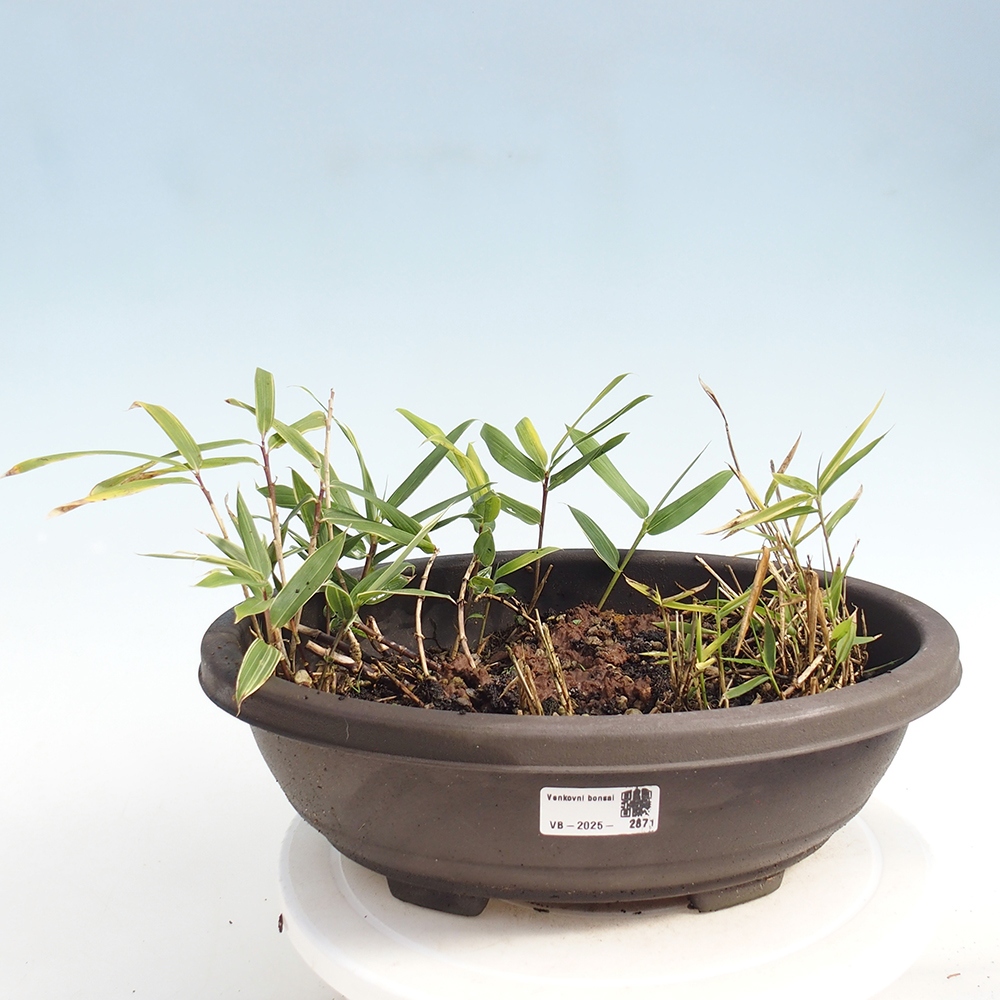 Bonsai für draußen - Sasaella masamuneana Albostriata - Bambus