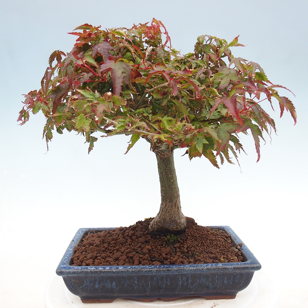 Acer palmatum KIOHIME - Palmetto-Ahorn