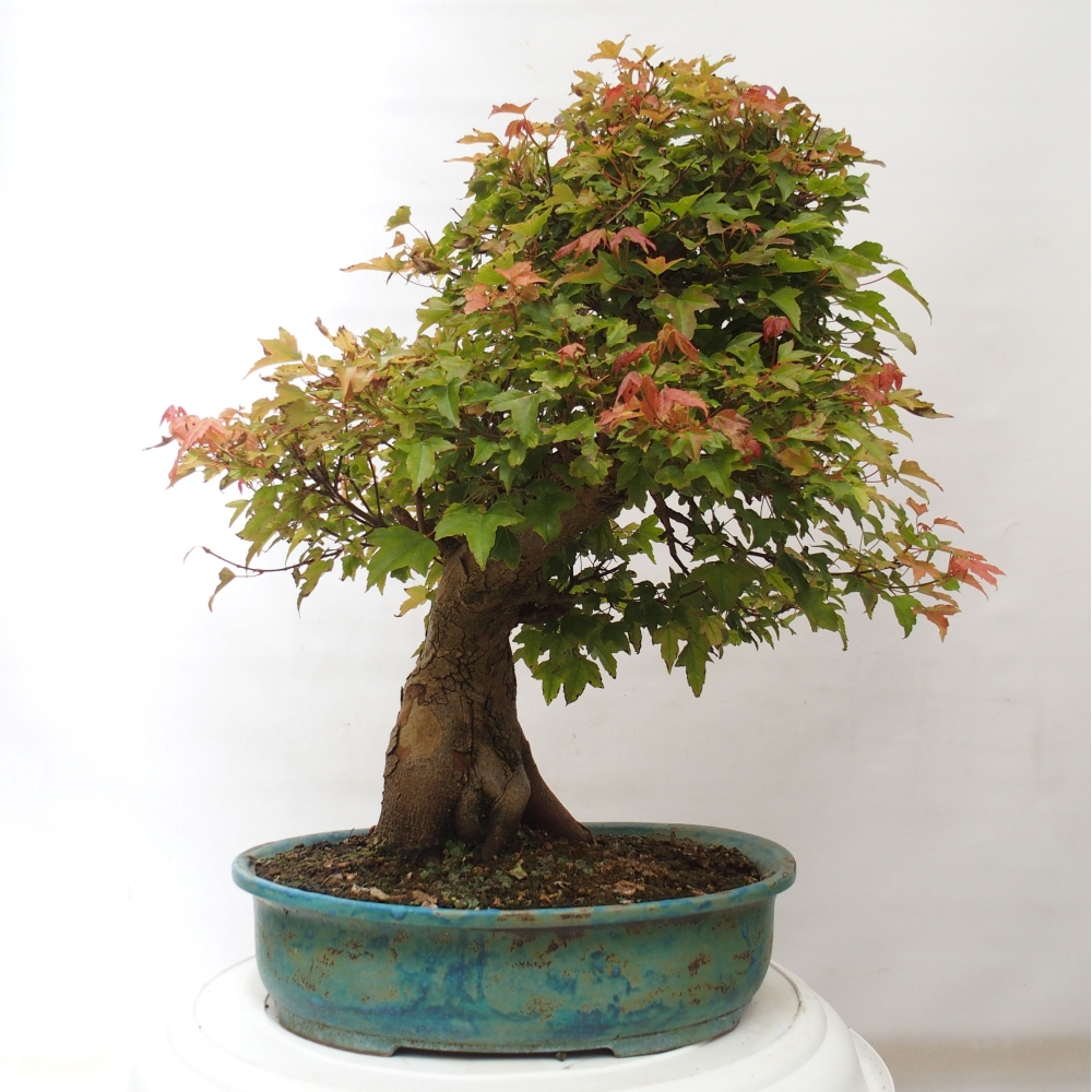 Bonsai für draußen - Acer Buergerianum - Bergahorn
