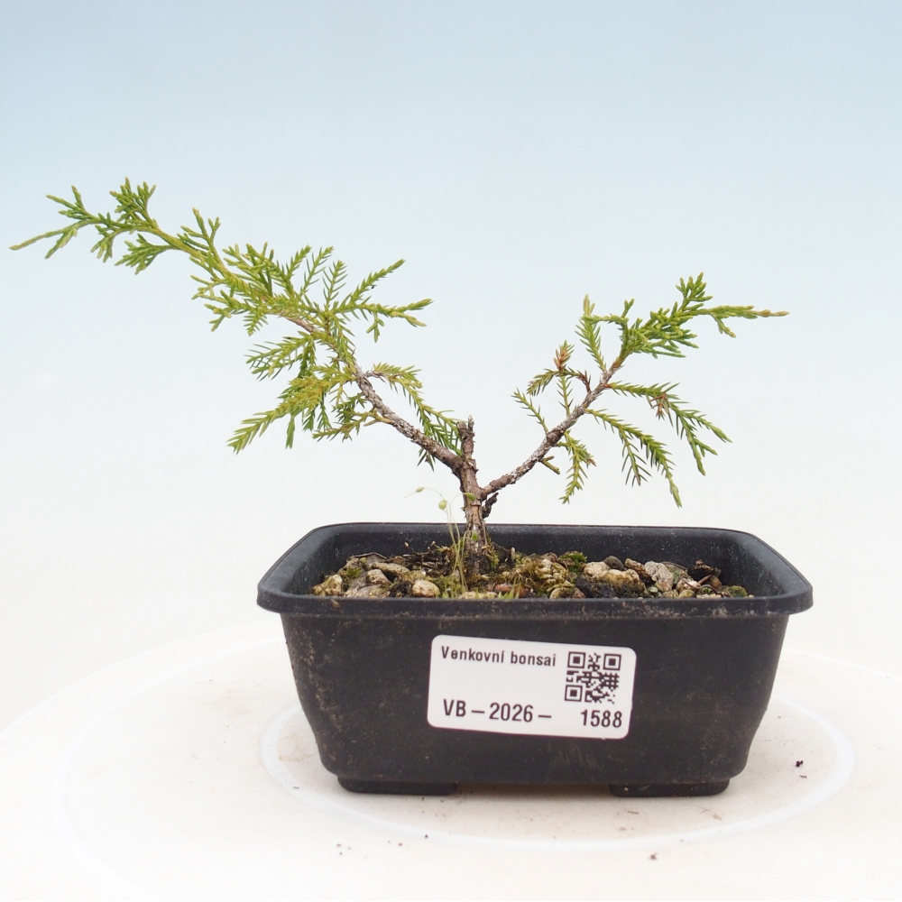 Bonsai für draußen - Juniperus chinensis Itoigawa