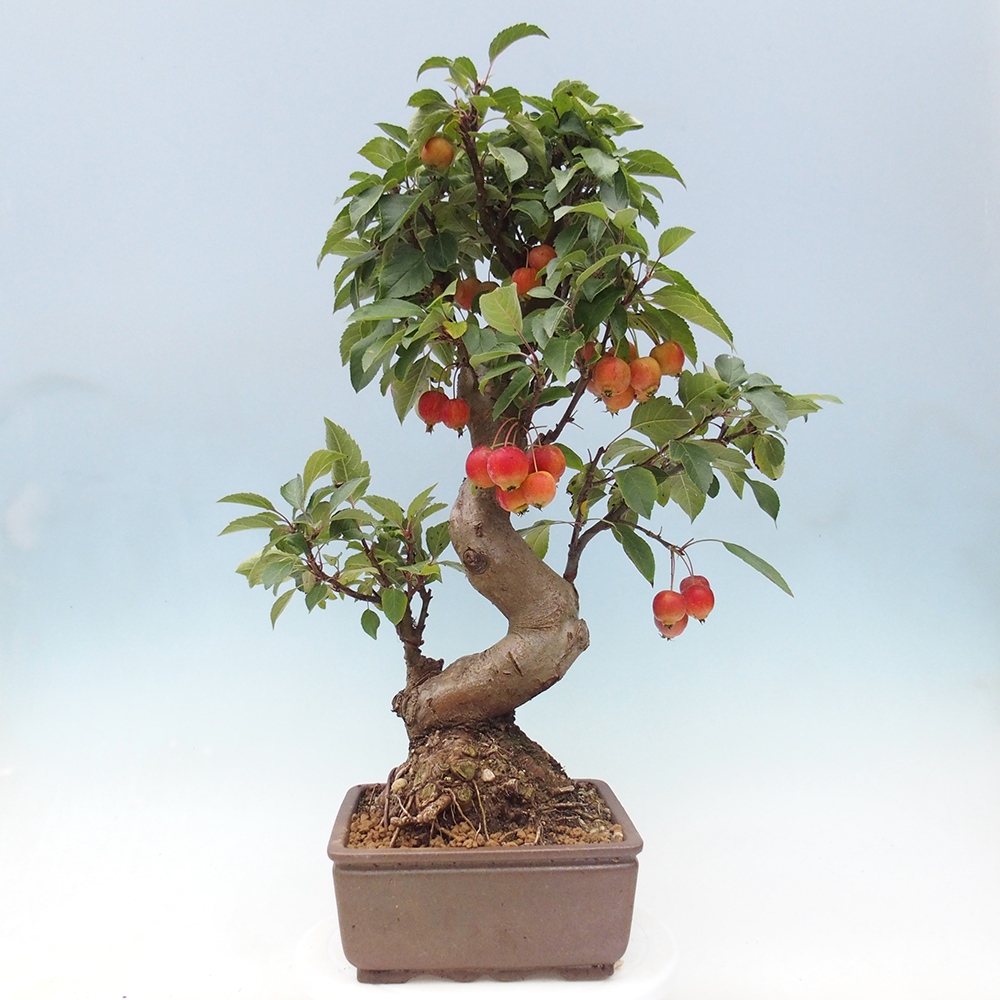 Outdoor-Bonsai -Malus halliana - Kleinfrüchtiger Apfelbaum