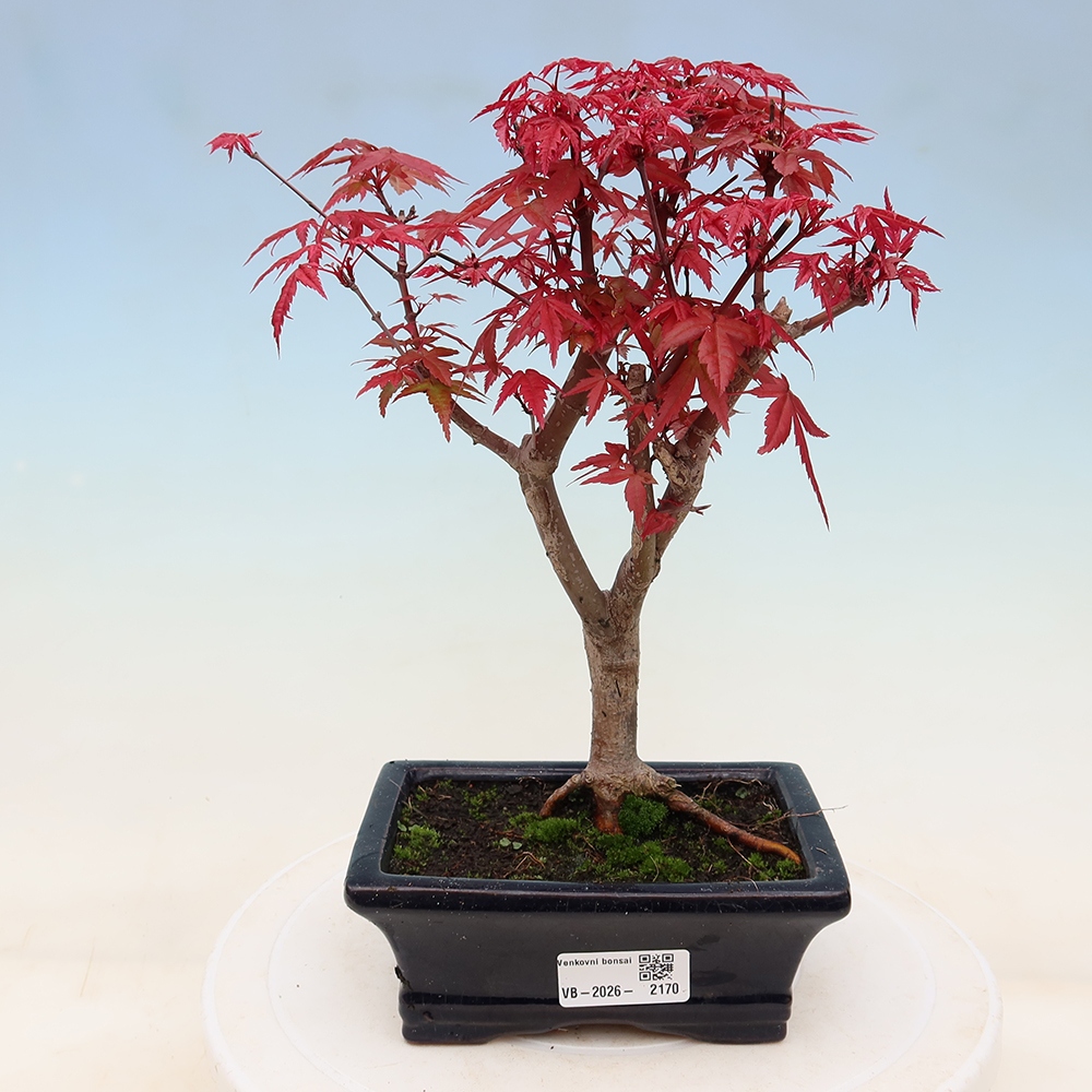 Bonsai für draußen - Acer palmatum DESHOJO