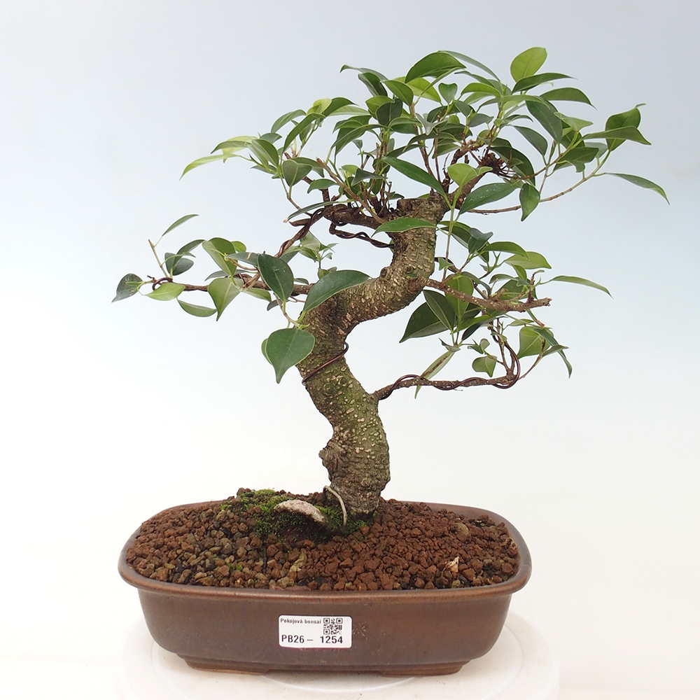 Zimmerbonsai - Ficus kimmen - Kleinblättriger Ficus