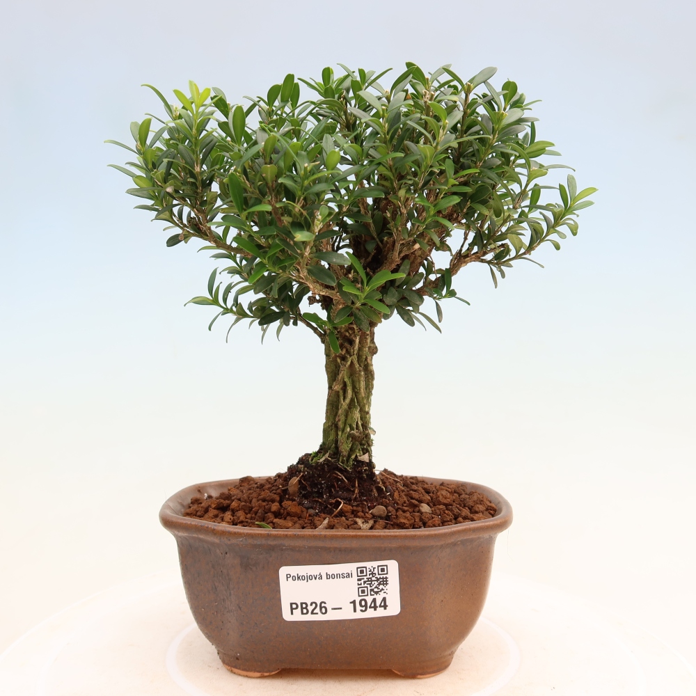 Zimmer Bonsai - Buxus harlandii - Korkbuxus