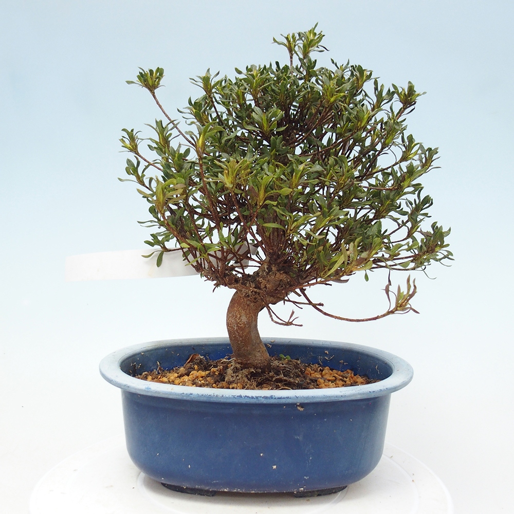 Bonsai für draußen - Japanische Azalee - Azalea Ryusen