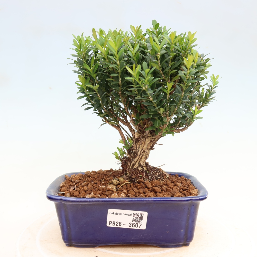 Zimmer Bonsai - Buxus harlandii - Korkbuxus
