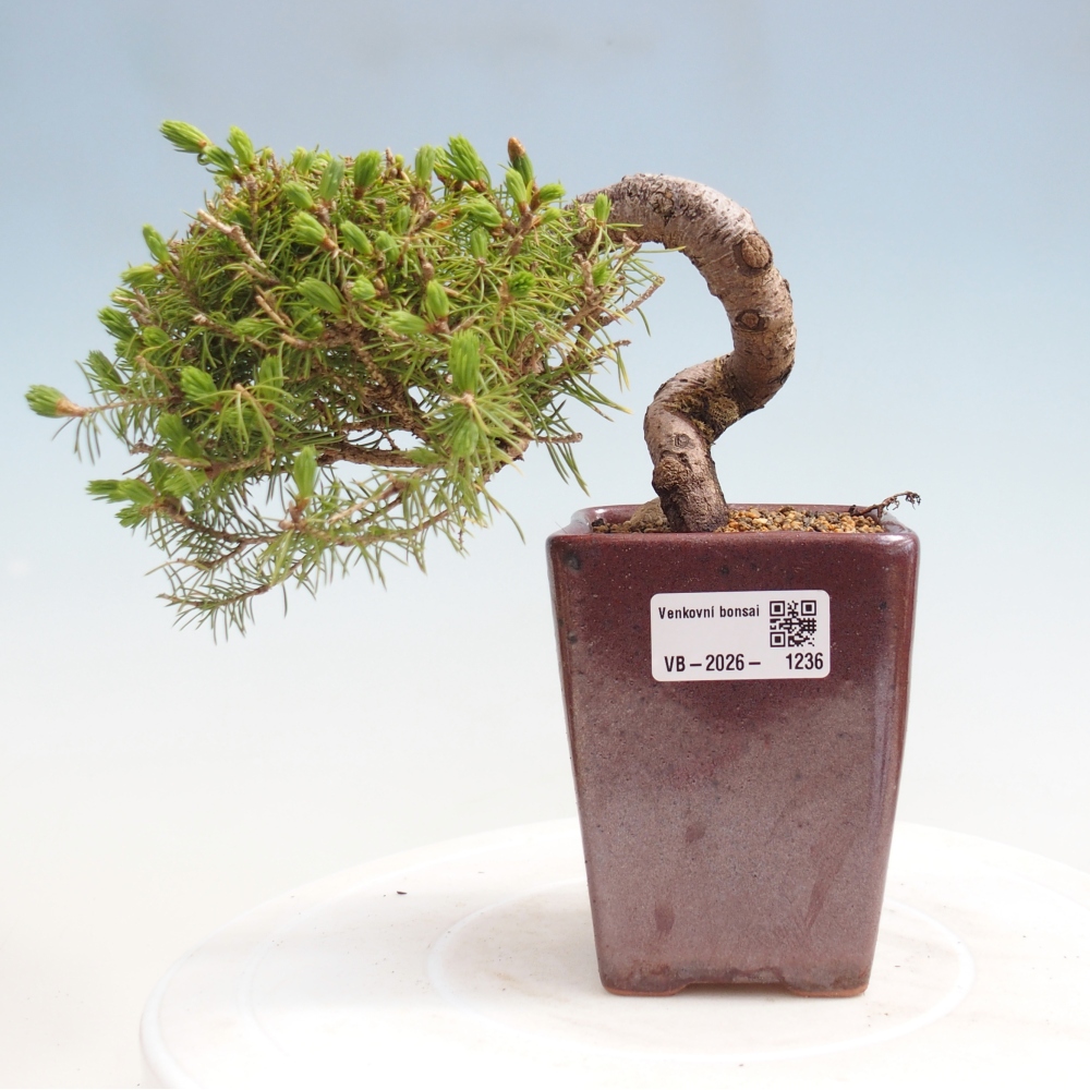 Bonsai für draußen - Fichte - Picea glauca globe