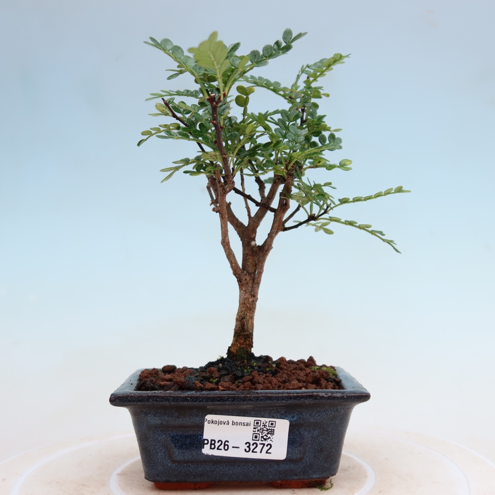 Zimmer Bonsai - Zantoxylum piperitum - Pfefferbaum
