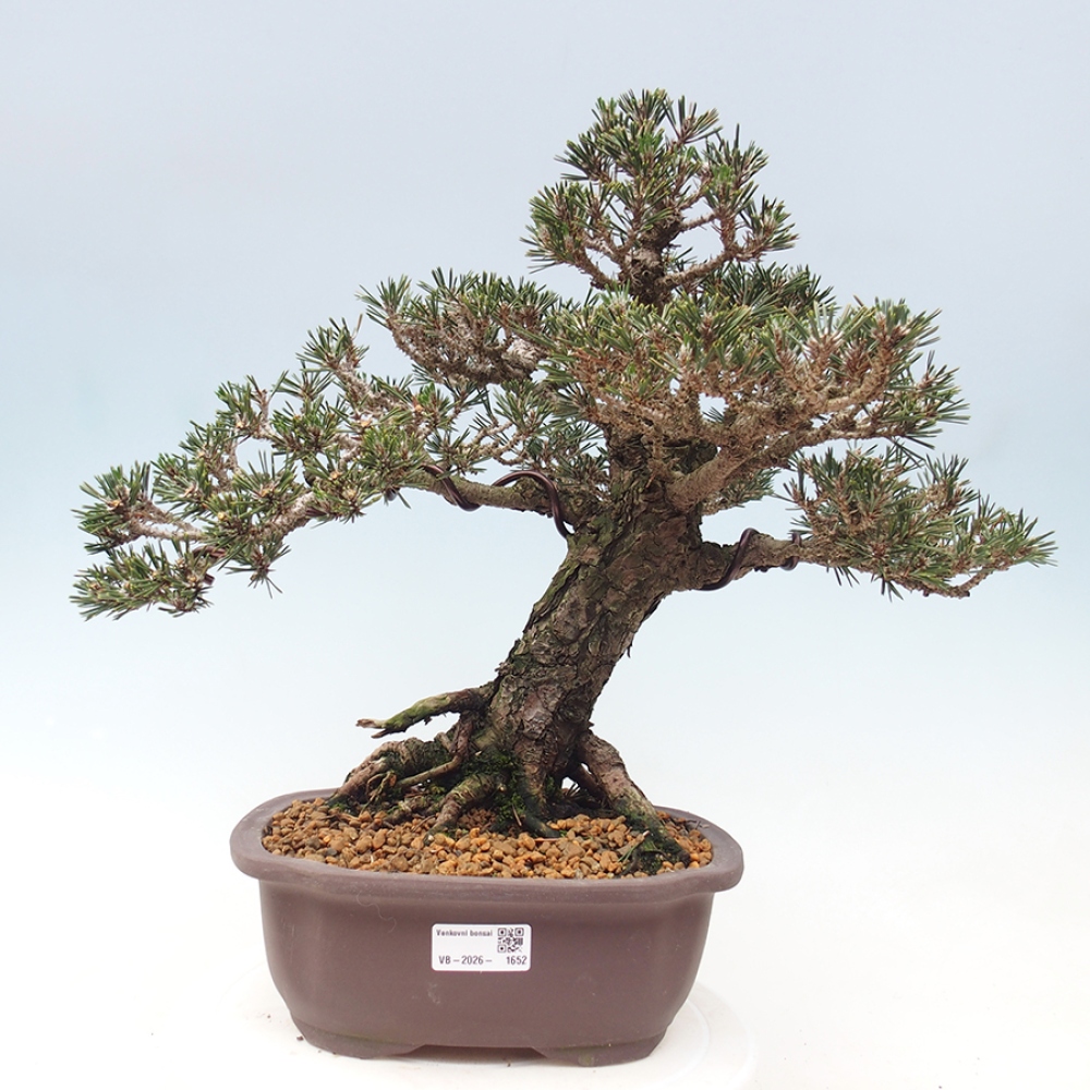 Bonsai für draußen - Pinus thunbergii Kotobuki - Thunberg-Kiefer