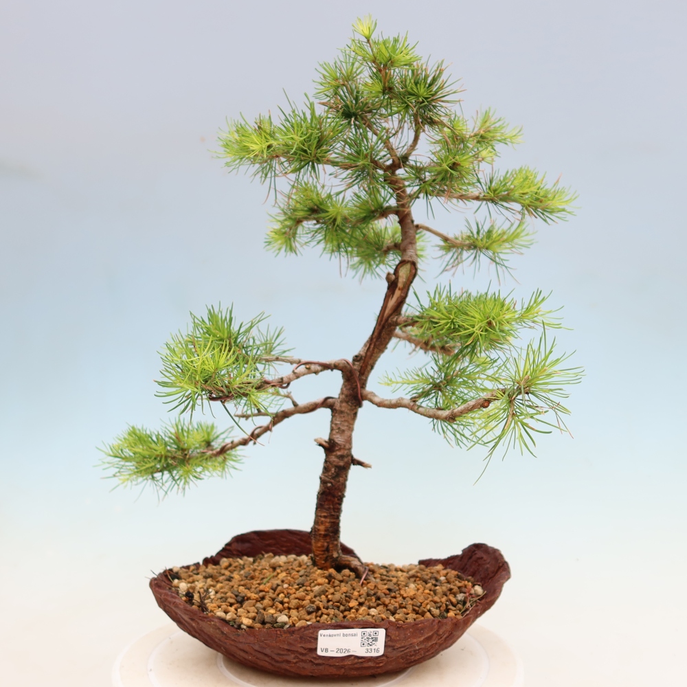 Bonsai für draußen -Larix decidua - Lärche