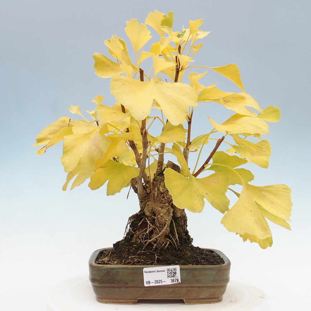 Bonsai für draußen - Ginkgo biloba - Ginkgo biloba