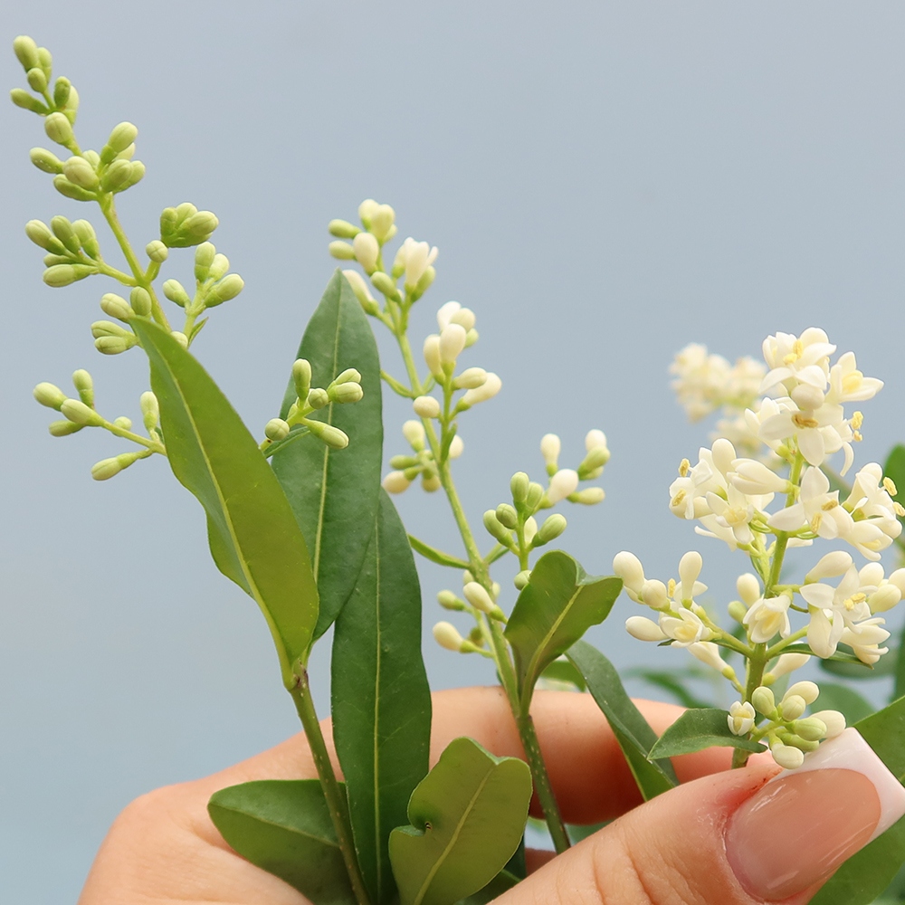 Bonsai für draußen - Ligustrum vulgare - Vogelschnabel