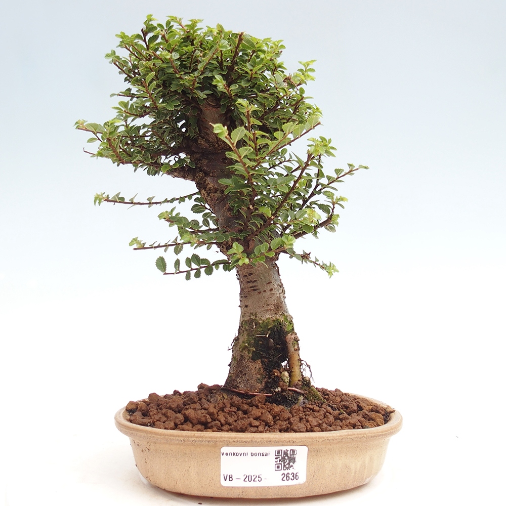 Bonsai für draußen - Ulmus parvifolia Hokkaido - Chinesische Ulme
