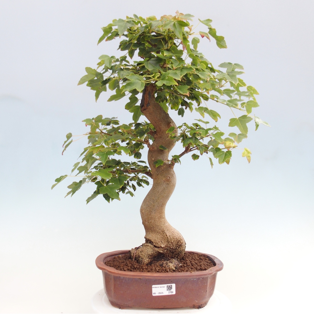 Bonsai für draußen - Acer Buergerianum - Bergahorn