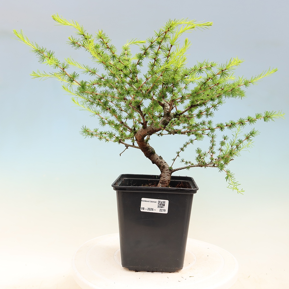 Bonsai für draußen -Larix decidua - Lärche