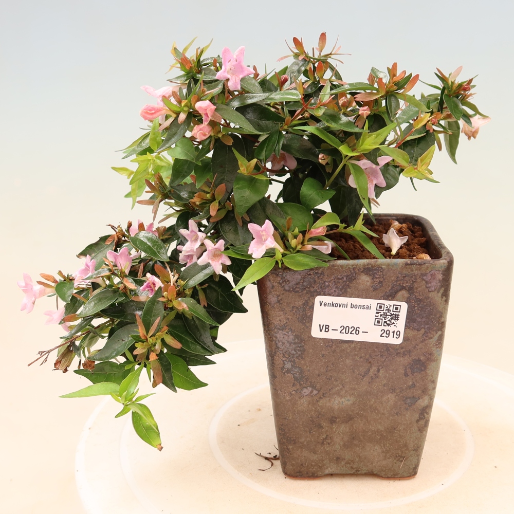 Bonsai für den Außenbereich – Abelia Edward Goucher – Großblumige Abelia