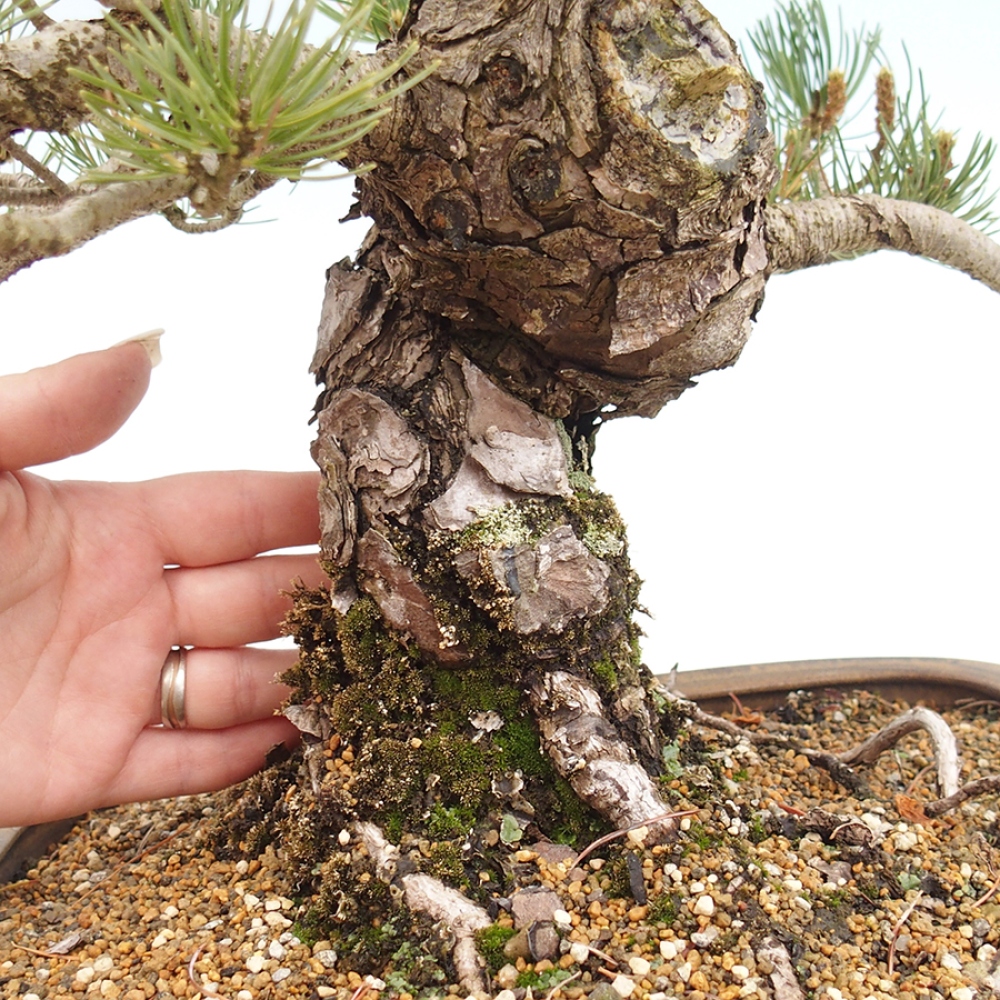 Bonsai für draußen - Pinus parviflora - Pinus parviflora