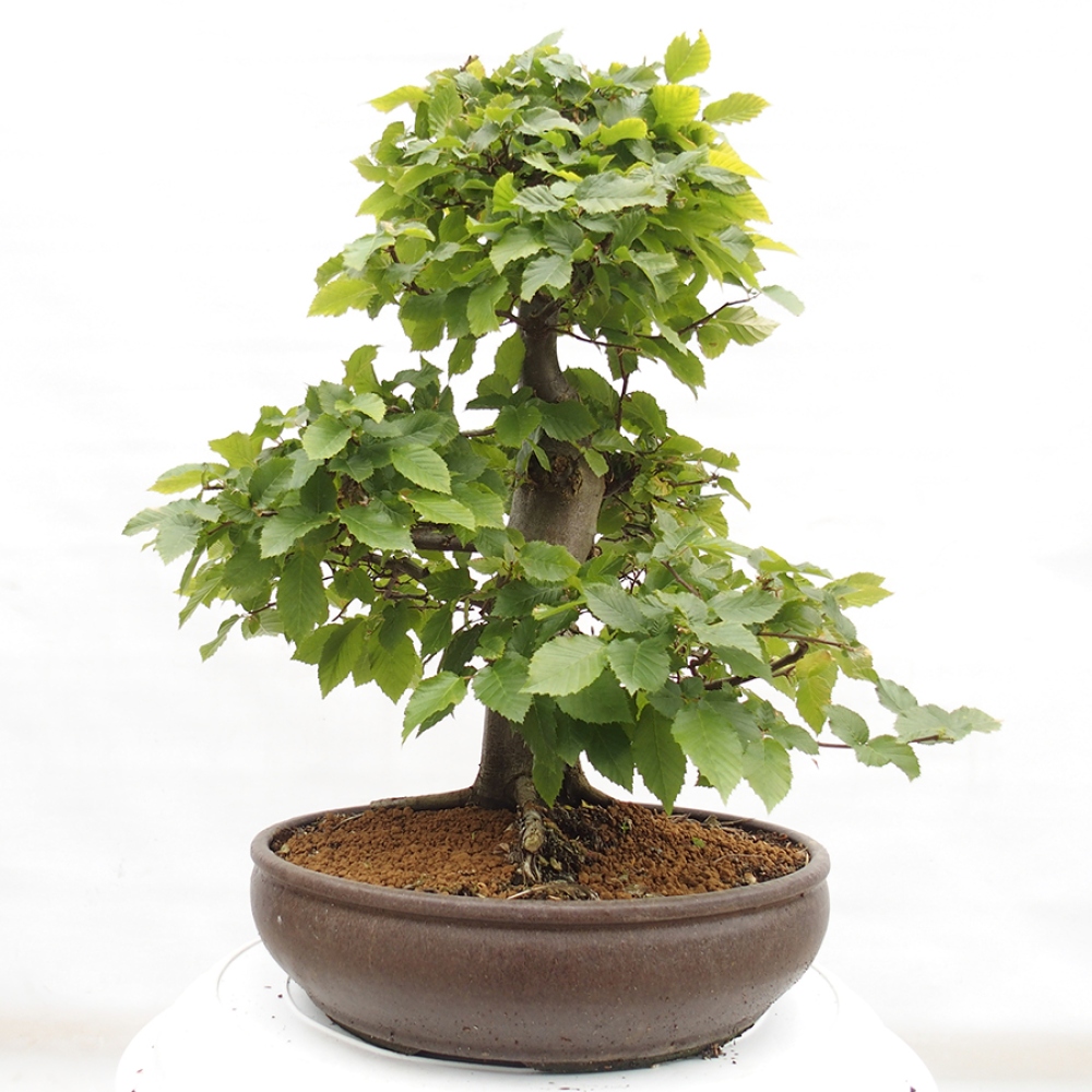 Bonsai für draußen - Hainbuche - Carpinus betulus