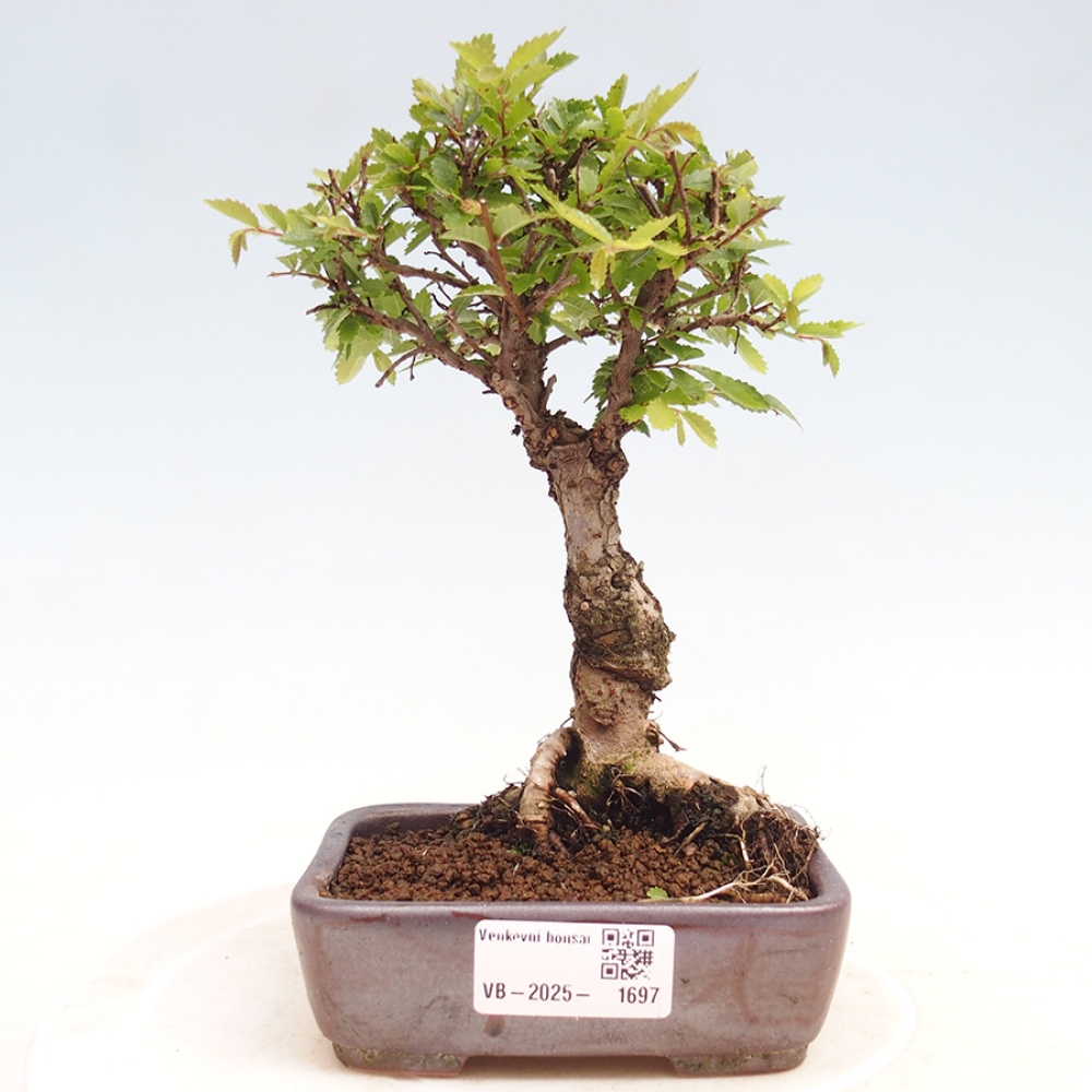 Bonsai für draußen - Zelkova - Zelkova NIRE