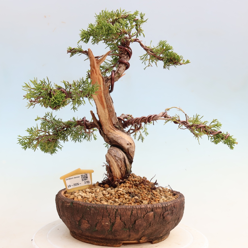 Bonsai für draußen - Juniperus chinensis Itoigawa-Juniperus chinensis