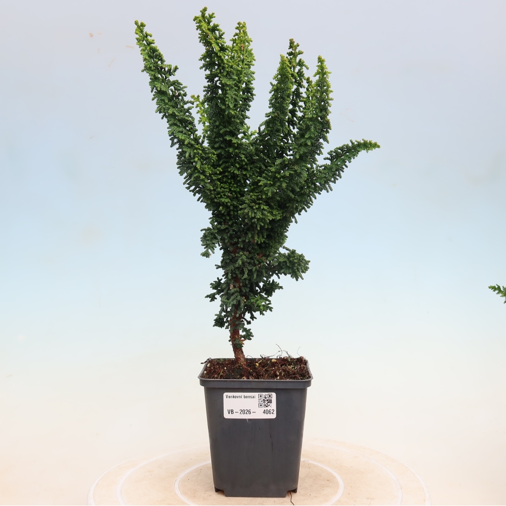 Bonsai für draußen - Cham. obtusa SEKKA HINOKI - Zypresse