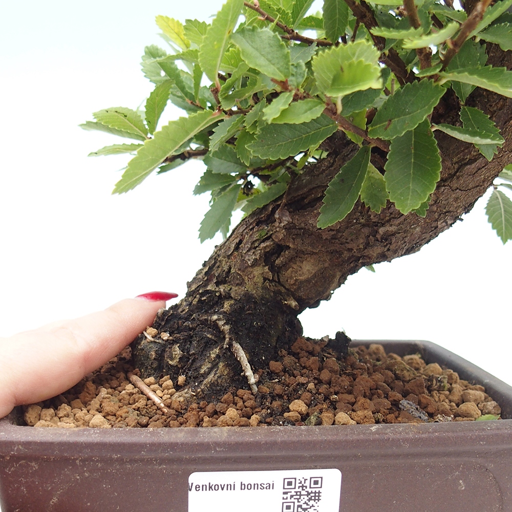 Bonsai für draußen - Zelkova - Zelkova NIRE