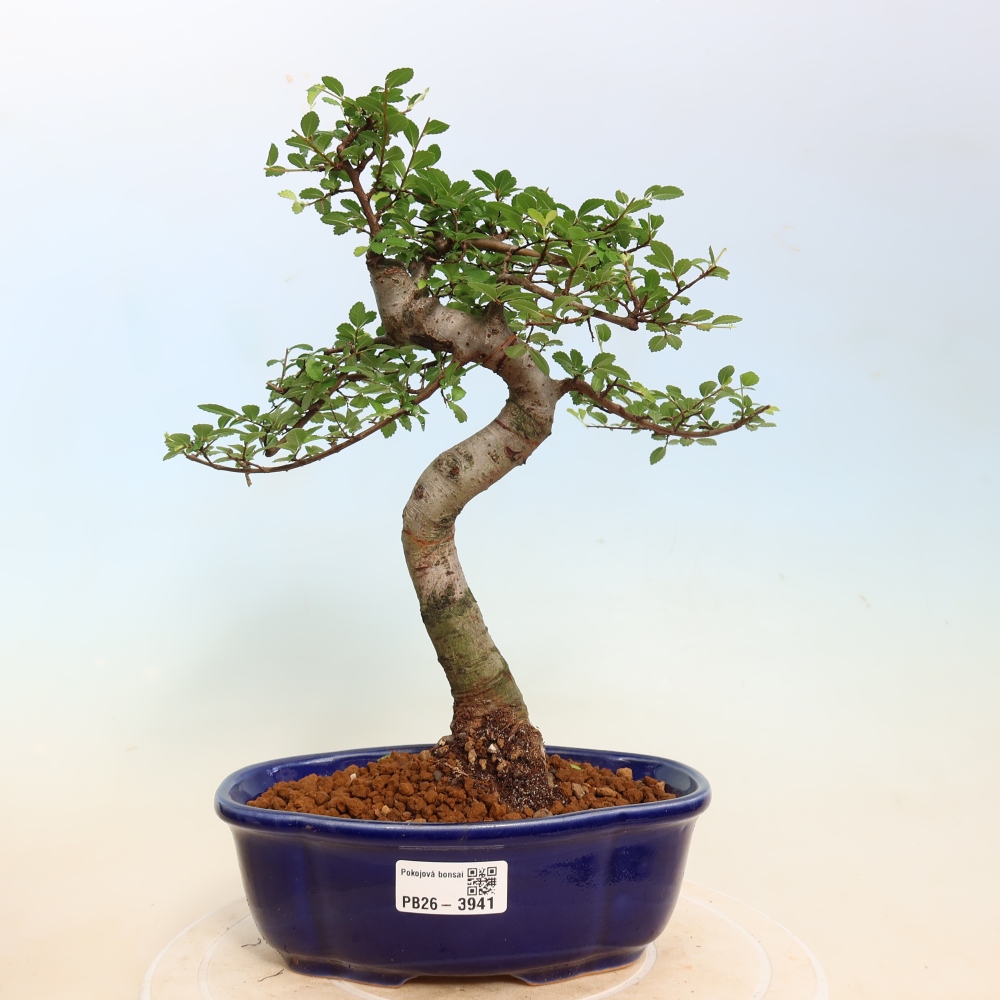 Zimmerbonsai - Ulmus parvifolia - Kleinblättrige Ulme